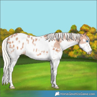 Horse Color:White Spotted Silver Brown Pearl Splash Appaloosa Rabicano 