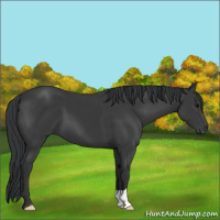 Horse Color:Black 