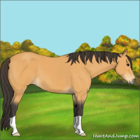 Horse Color:Buckskin 
