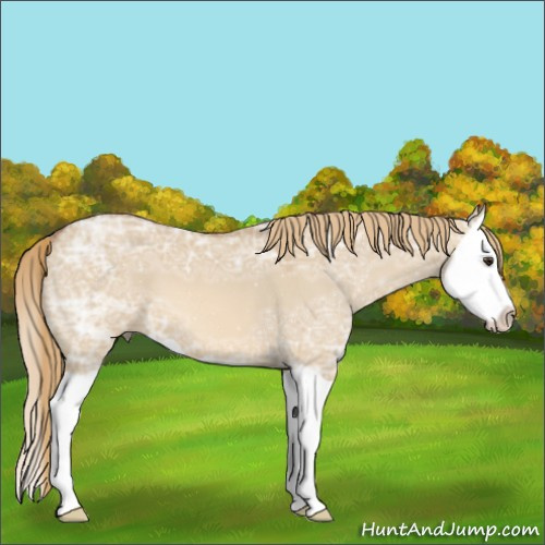 Horse Color:Red Dun Ice Splash 