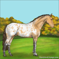 Horse Color:Buckskin Ice Appaloosa 