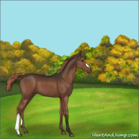 Horse Color:Liver Chestnut 