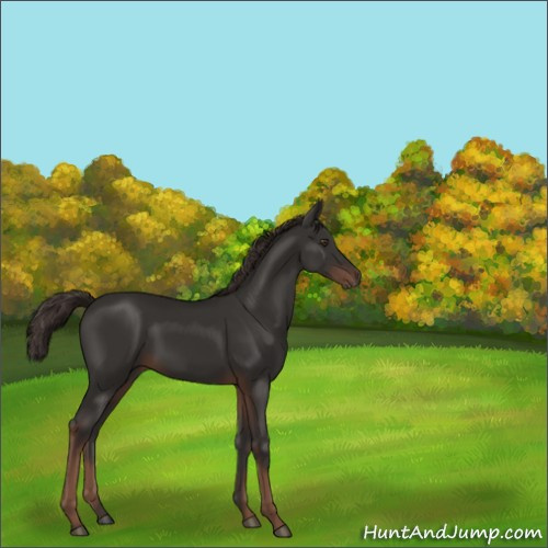Horse Color:Liver Chestnut 