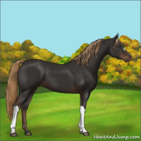 Horse Color:Liver Chestnut 