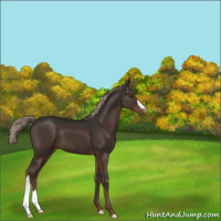 Horse Color:Liver Chestnut 