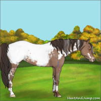Horse Color:White Spotted Sable Champagne Appaloosa 