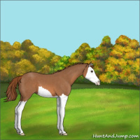 Horse Color:Chestnut Splash 
