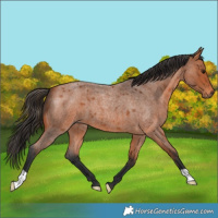 Horse Color:Bay Roan 