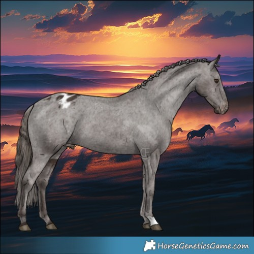 Horse Color:Liver Chestnut Appaloosa 