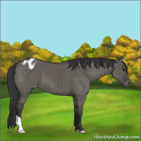 Horse Color:Grullo Appaloosa Brindle 