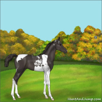 Horse Color:Smoky Black Tobiano 