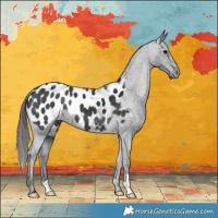 Horse Color:Black Appaloosa