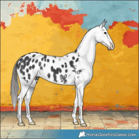 Horse Color:Black Appaloosa