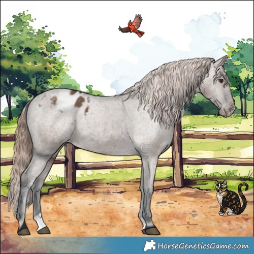 Horse Color:Liver Red Dun Appaloosa Brindle