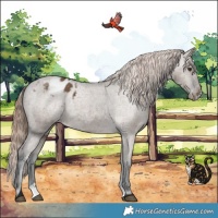 Horse Color:Liver Red Dun Appaloosa Brindle 