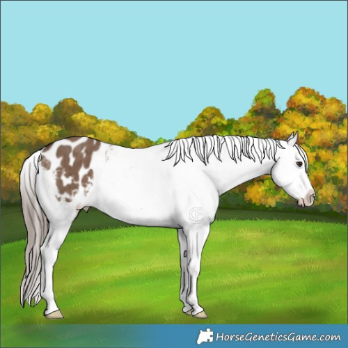 Horse Color:Liver Red Dun Appaloosa Brindle 
