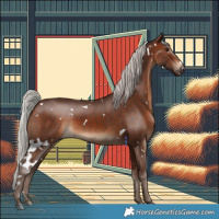 Horse Color:White Spotted Silver Bay 