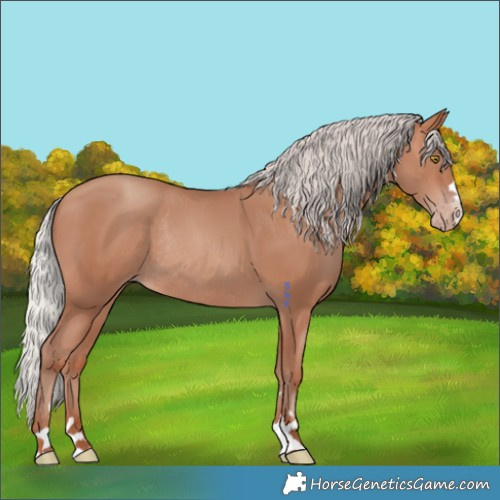 Horse Color:Silver Sable Champagne Rabicano 