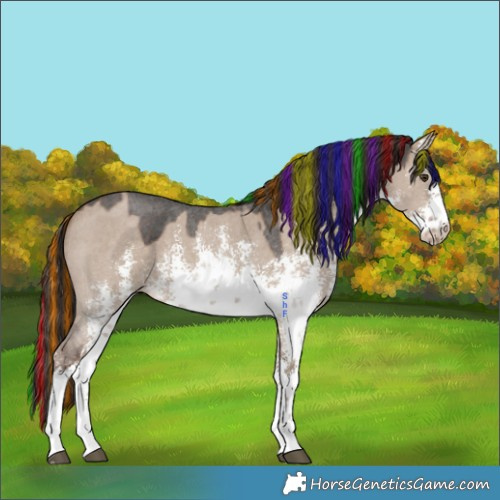 Horse Color:Painted White Spotted Liver Red Dun Sabino 