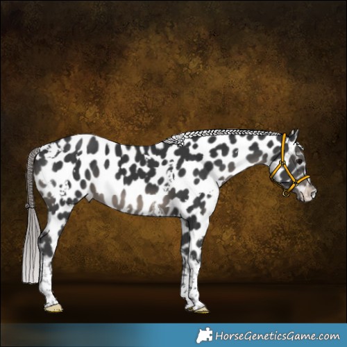 Horse Color:White Spotted Black Tobiano Appaloosa 