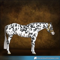 Horse Color:White Spotted Black Tobiano Near Leopard 