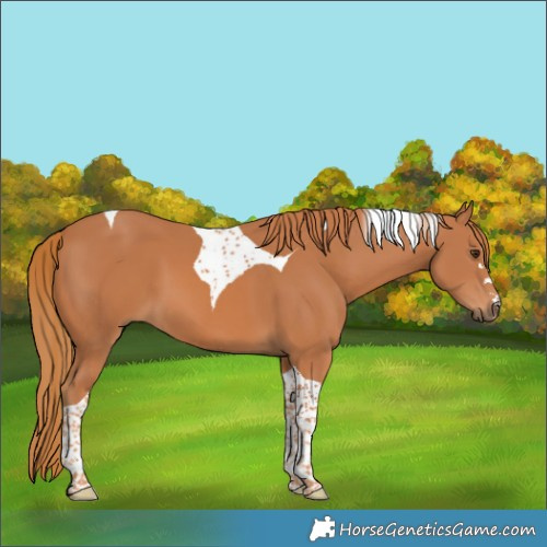 Horse Color:Chestnut Tobiano 