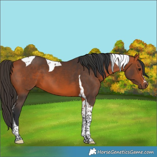 Horse Color:Bay Tobiano 