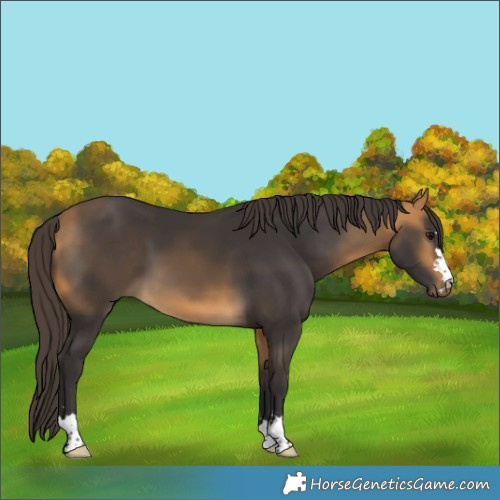 Horse Color:Buckskin 