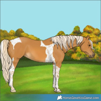 Horse Color:Palomino Tobiano 