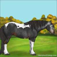 Horse Color:Gray Liver Chestnut Tobiano Rabicano 