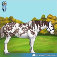 Horse Color:White Spotted Chocolate Brown Sabino Splash Appaloosa Rabicano 