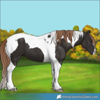 Horse Color:Liver Chestnut Tobiano 