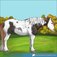 Horse Color:Liver Chestnut Splash Tobiano Rabicano 