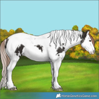 Horse Color:White Spotted Liver Chestnut Splash Tobiano 