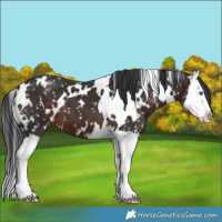Horse Color:White Spotted Brown Sabino Splash Snowflake Varnish 