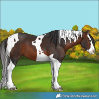 Horse Color:Brown Splash Tobiano 