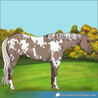 Horse Color:White Spotted Silver Grullo