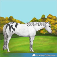 Horse Color:Black Appaloosa