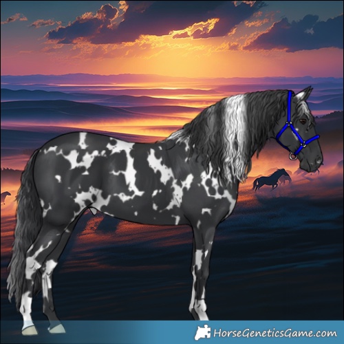 Horse Color:White Spotted Black 