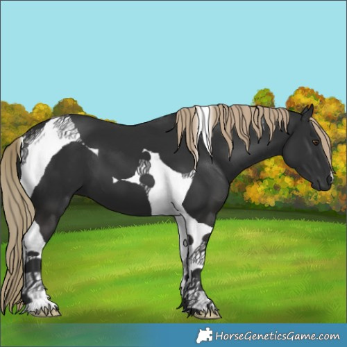 Horse Color:Liver Chestnut Tobiano