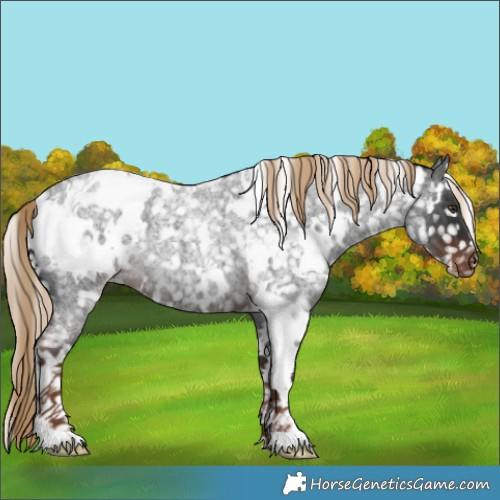Horse Color:White Spotted Liver Red Roan Appaloosa 