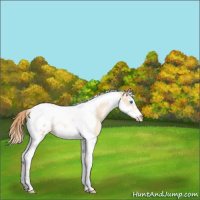 Horse Color:Gold Champagne Pearl Dun Splash Tobiano Frame Appaloosa Rabicano 