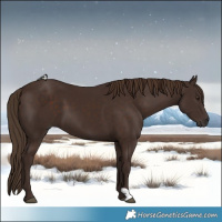 Horse Color:Liver Chestnut 