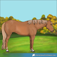 Horse Color:Chestnut 