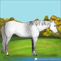 Horse Color:Gray Liver Chestnut 