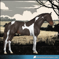 Horse Color:Liver Chestnut Tobiano Rabicano 