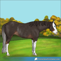 Horse Color:Liver Chestnut Splash Rabicano 