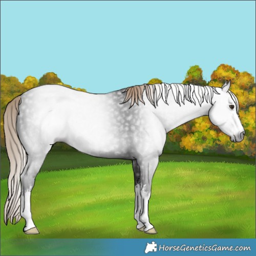 Horse Color:Gray White Spotted Liver Chestnut 
