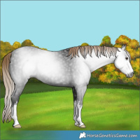 Horse Color:Gray White Spotted Liver Chestnut 