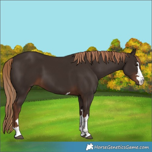 Horse Color:Liver Chestnut 